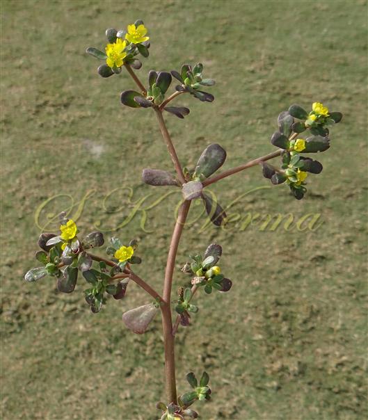  Flowering Branch